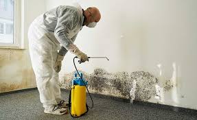 Why You Should Choose Our Mold Remediation Services in Port Lavaca, TX