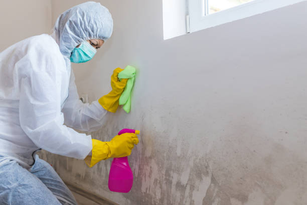 Best Mold Damage Restoration in Port Lavaca, TX